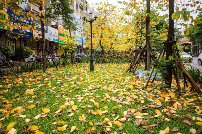 Đẹp ngỡ ngàng Hà Nội vàng rực như mùa thu châu Âu