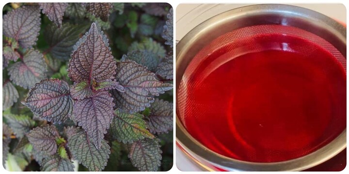 Uống nước lá tía tô thường xuyên có tốt?