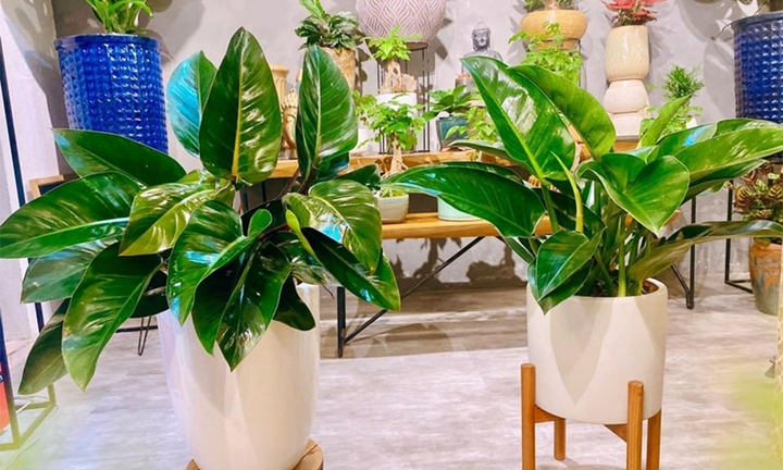 Tưới nước cho cây trầu bà đế vương, chăm hay lười đều không ổn