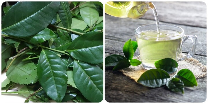 Uống nước chè xanh vào buổi sáng có tác dụng gì?