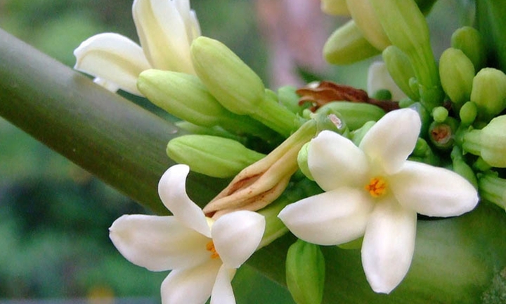 Những người cần tránh dùng hoa đu đủ đực