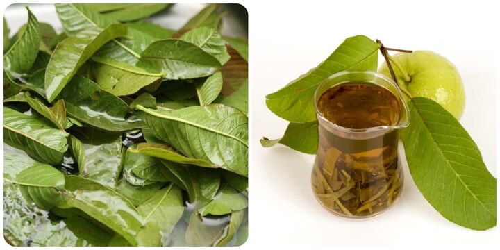 4 nhóm người không nên uống nước lá ổi