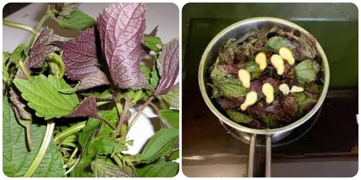 Nước tía tô nấu với gừng có tác dụng gì?