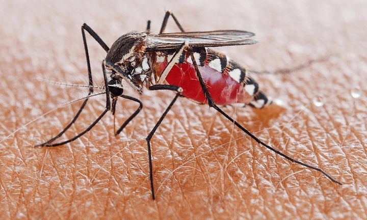 Dịch bệnh Chikungunya bùng phát ở nhiều nước, Bộ Y tế chỉ đạo khẩn