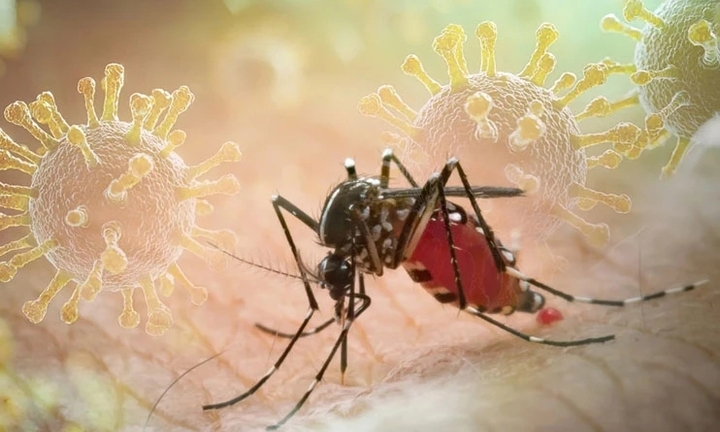 Chikungunya là bệnh gì, lây truyền thế nào?