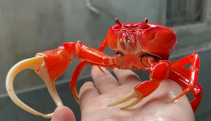 Độc lạ nuôi cua cảnh