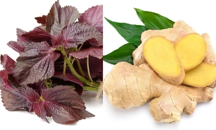 Điều gì xảy ra với cơ thể nếu uống nước gừng nấu với lá tía tô?