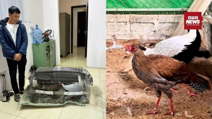 Người đàn ông lãnh 6 năm tù vì bán gà lôi trắng, bản án có thấu tình đạt lý?