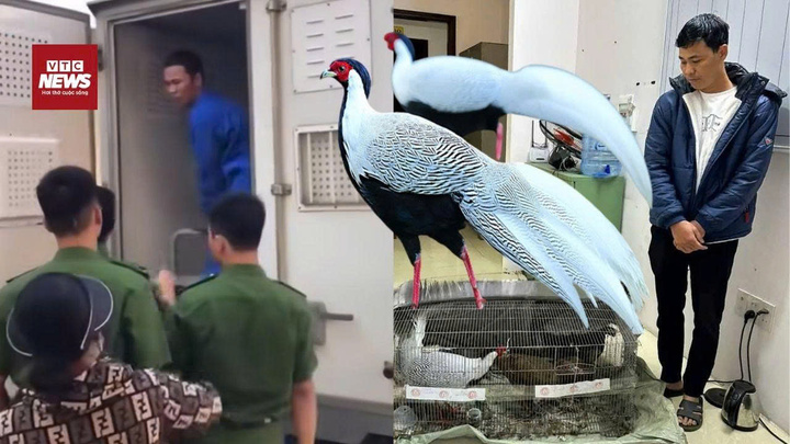 Vụ bán gà lôi trắng : Bị cáo được tại ngoại, chờ xử phúc thẩm