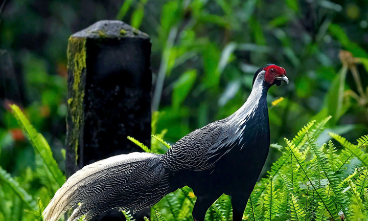 Giật mình động vật hoang dã rao bán đầy cõi mạng, chế biến thành cao, món ăn