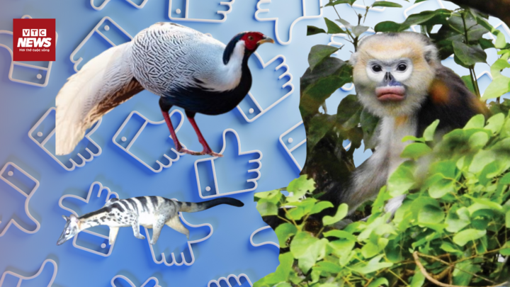  'Chợ đen' thú rừng nở rộ trên Facebook, ship xuyên tỉnh tận nơi