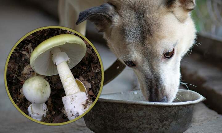 Cho chó thử độc rồi yên tâm ăn nấm dại, cả gia đình bị ngộ độc 