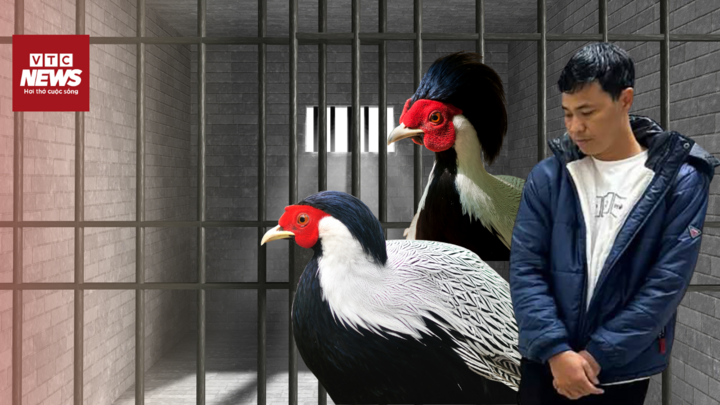 Hiểu rõ quy định bảo vệ động vật: Đừng để thú chơi quý hiếm trở thành vi phạm