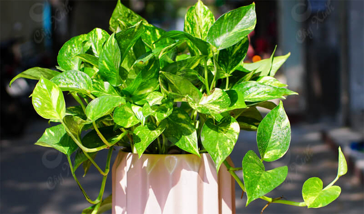 Người mệnh Thủy hợp trồng cây cảnh gì?