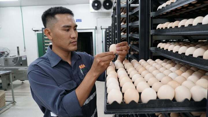 Tây Ninh bứt phá công nghiệp hóa chăn nuôi: Từ con giống đến kinh tế xanh