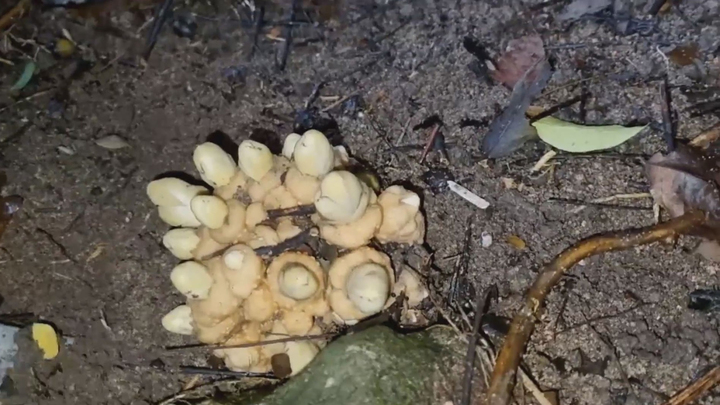 Băng rừng lội suối tìm nấm quý Mộc Bá Huê ở An Giang