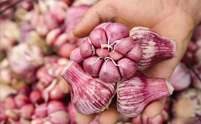 5 loại tỏi tuyệt đối không mua kẻo gây hại sức khỏe