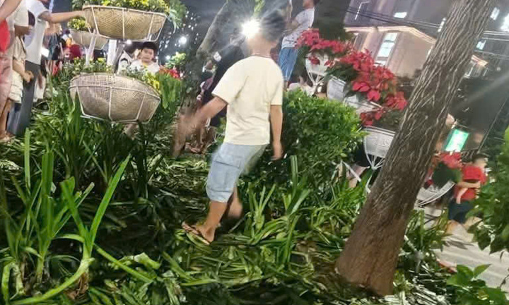 Gần 5.000m2 hoa, cây cảnh bị hư hỏng, mất trộm sau 2 ngày tổng hợp luyện A80