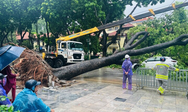 Cây xanh bật gốc, đè trúng 2 ô tô tại ngã tư Hà Nội