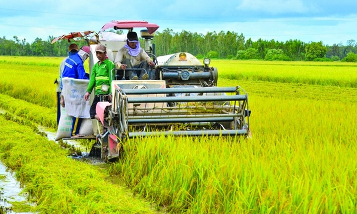 Giá gạo Việt Nam cao nhất thế giới