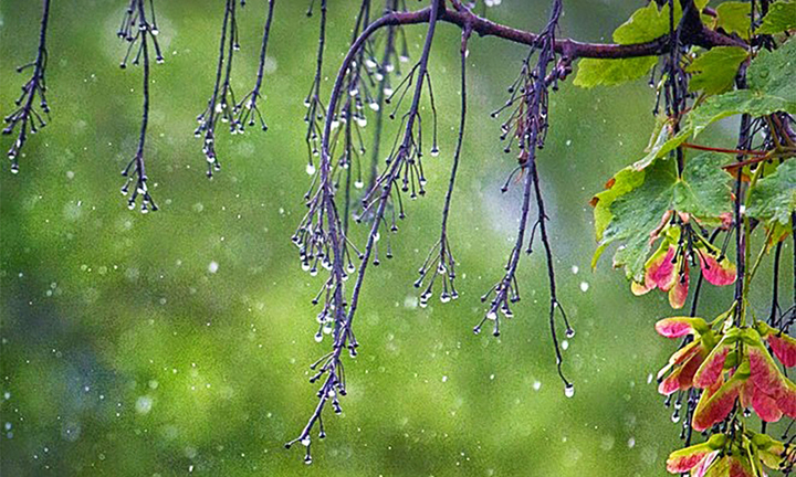 Vì sao trời thường mưa trong ngày Thất tịch 7/7 Âm lịch?