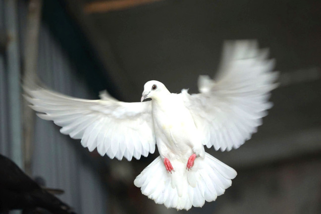 'Khối lông vũ' sẵn sàng tung cánh trên bầu trời Quảng trường Ba Đình ngày 2/9