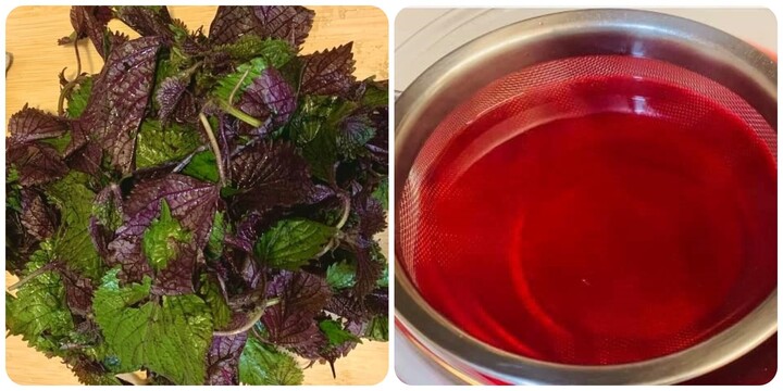 Nước lá tía tô để qua đêm có uống được?