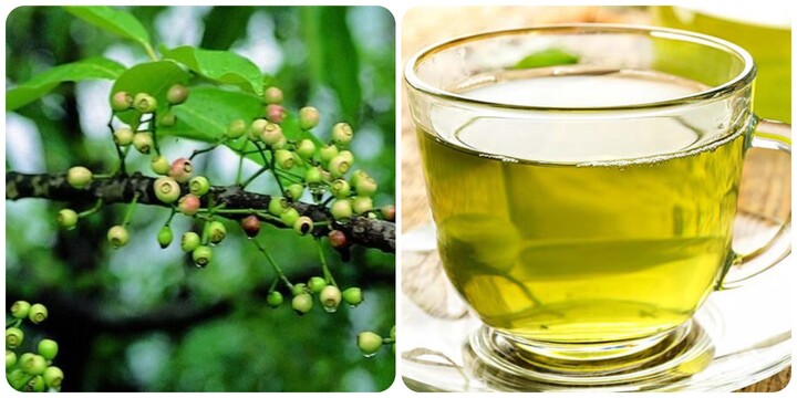 Uống nước lá vối mỗi ngày có tốt cho sức khoẻ?