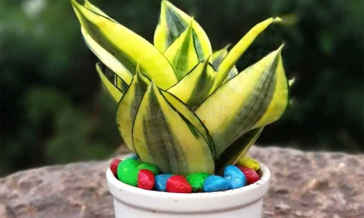 Người mệnh Thổ hợp trồng cây cảnh gì?