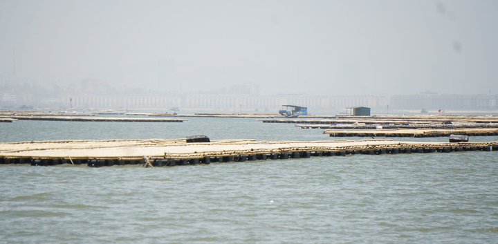 Dân đua nhau đóng bè nuôi hàu, xâm lấn luồng đường thủy ở Quảng Ninh