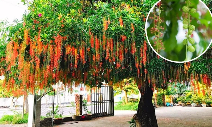 6 cây phong thủy nên trồng trước nhà 