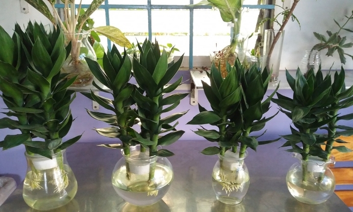 Vị trí đặt cây phát lộc trong nhà giúp thu hút tài lộc