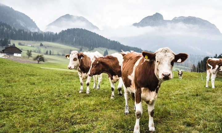 Bị chó làm giật mình, đàn bò nổi điên giẫm chết cụ ông 85 tuổi đang đi bộ