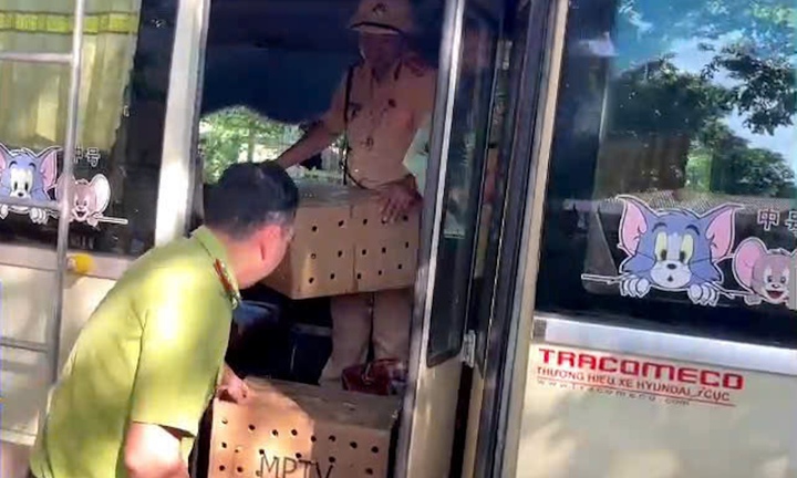 Xe khách vận chuyển 136 con chim chào mào trái phép