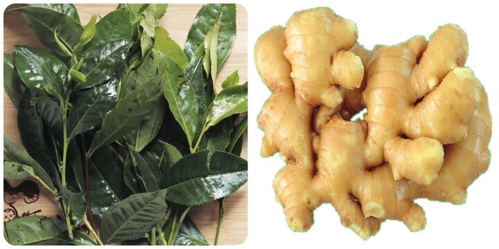 Uống nước chè xanh thêm vài lát gừng có tác dụng gì?