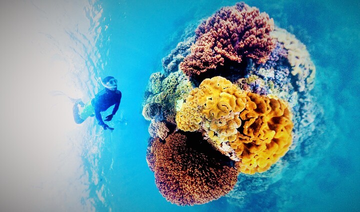 Mê mẩn thế giới san hô đầy sắc màu dưới biển Gia Lai qua bộ môn Freediving