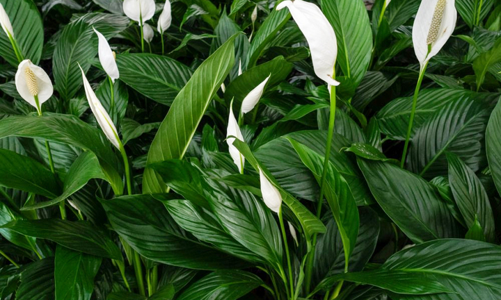 Những cây phong thủy hợp với người tuổi Tý