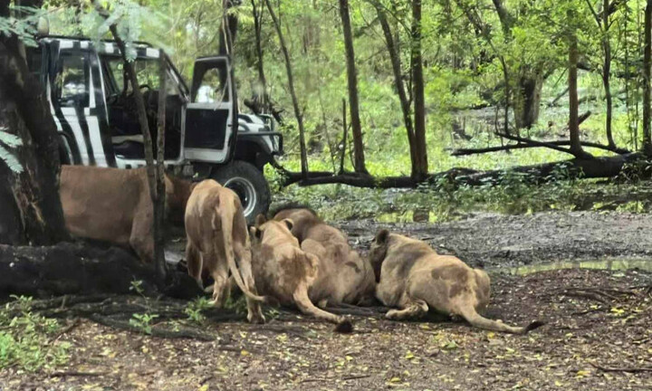 Sư tử cắn chết người trông vườn thú Thái Lan, du khách kinh hãi