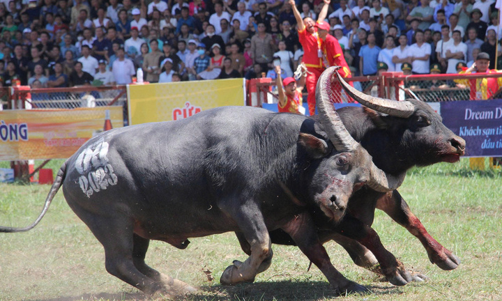 Hải Phòng hỗ trợ 1,3 tỷ đồng tổ chức Lễ hội chọi trâu Đồ Sơn - VTV 2025