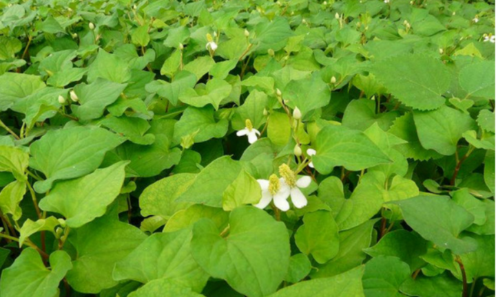 Ăn rau diếp cá có tác dụng gì?