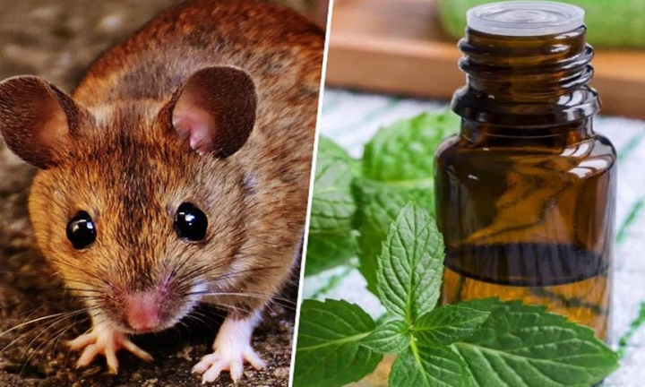 Những mùi hương có thể đuổi chuột