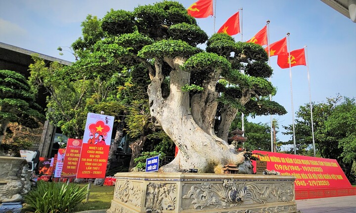 Chiêm ngưỡng những ‘cụ duối’ trị giá hàng tỷ đồng quy tụ tại Gia Lai