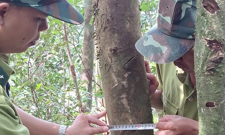 Phát hiện chè Shan rừng cổ thụ ở dãy núi có độ cao trên 1000 mét tại Huế