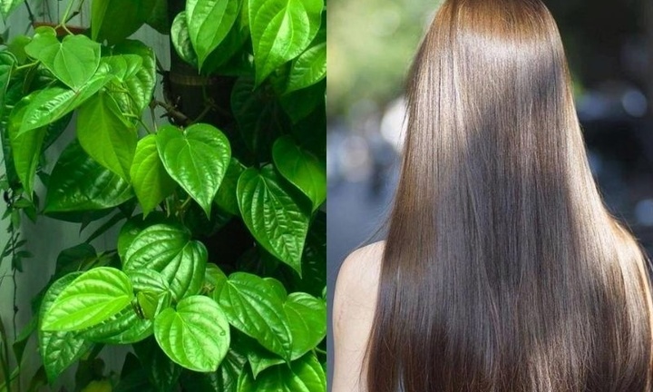 Cách gội đầu bằng nước lá trầu không giúp giảm rụng tóc