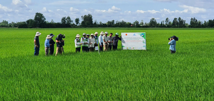 Lúa chất lượng cao, phát thải thấp: Bước ngoặt lịch sử đồng bằng sông Cửu Long
