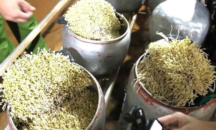 Phát hiện cơ sở dùng chất cấm để sản xuất giá đỗ số lượng lớn