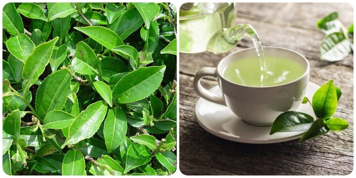 Uống trà xanh mỗi ngày có tác dụng gì?