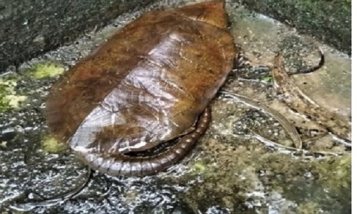 Rùa đầu to cực hiếm bò vào nhà dân ở Quảng Ngãi