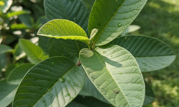 Loại lá rẻ tiền ở Việt Nam giúp hạ đường huyết, trị mụn, bảo vệ gan