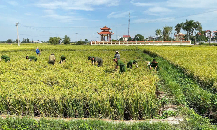 Công an lội ruộng giúp dân gặt lúa 'chạy bão' Matmo
